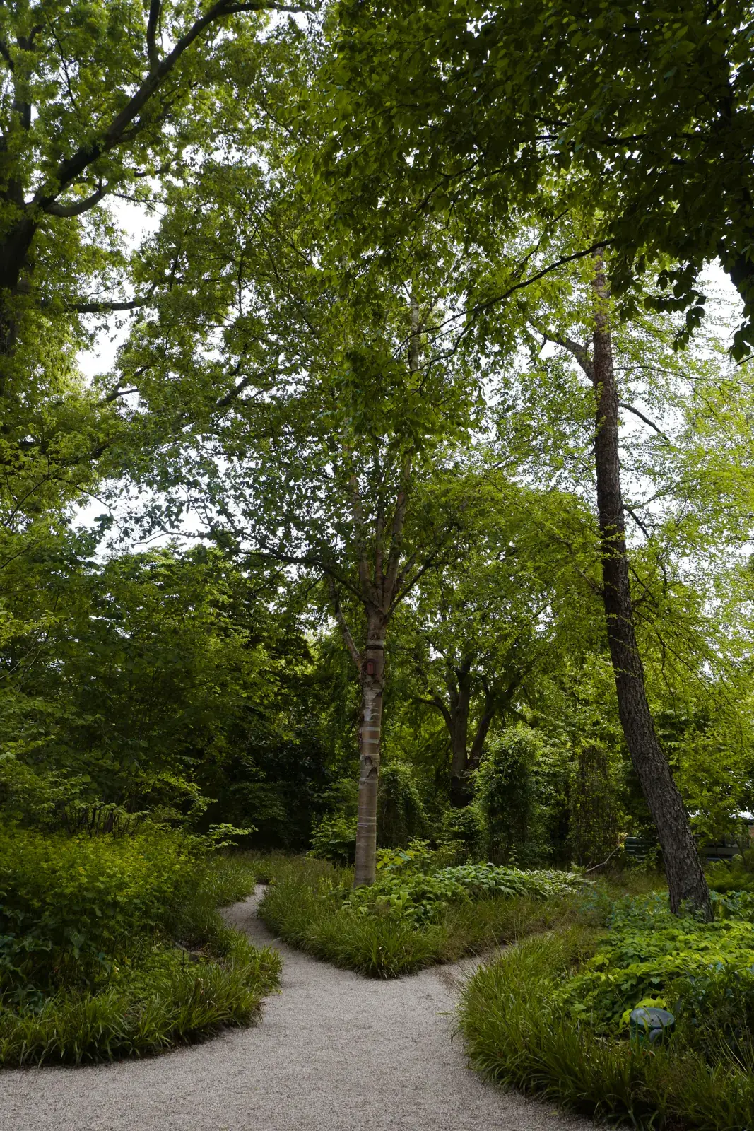Een licht pad buigt tussen de bomen in een Amsterdams bos