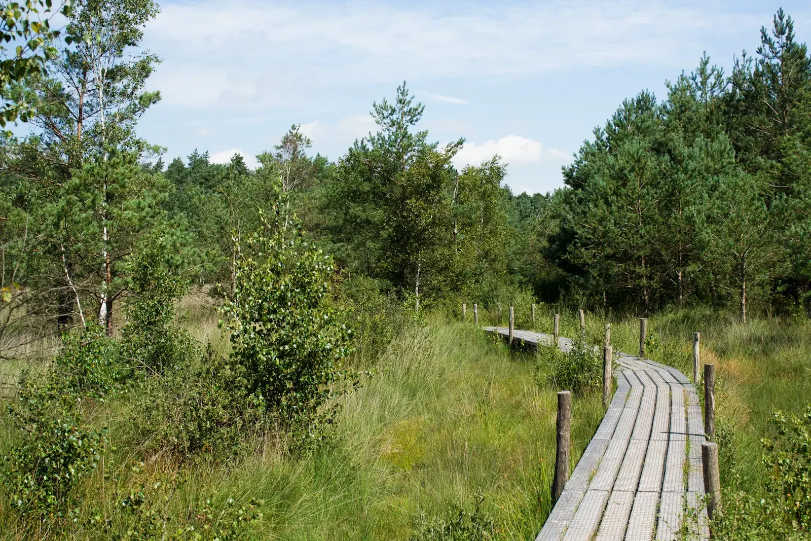 Een houten wandelpad tussen groen en water in het Dwingelderveld