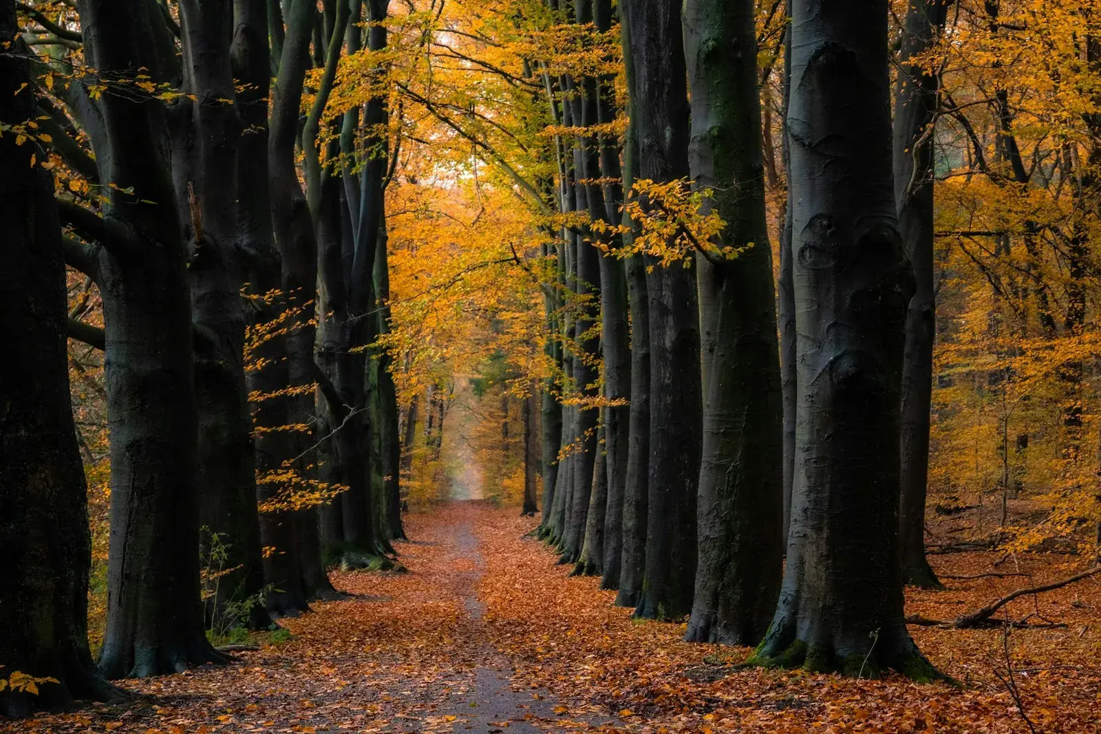 Herfstlicht op een bospad bij Wageningen