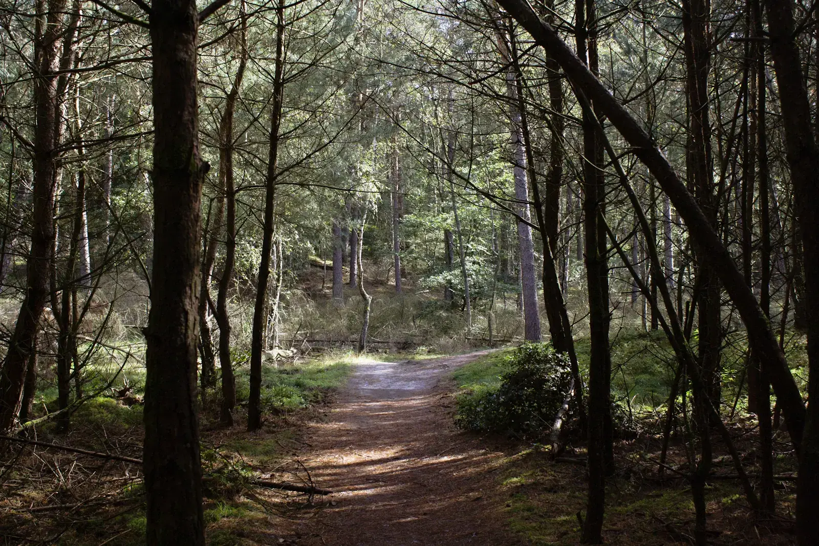 Een bospad in het zachte licht van het Leuvenumse Bos bij Ermelo