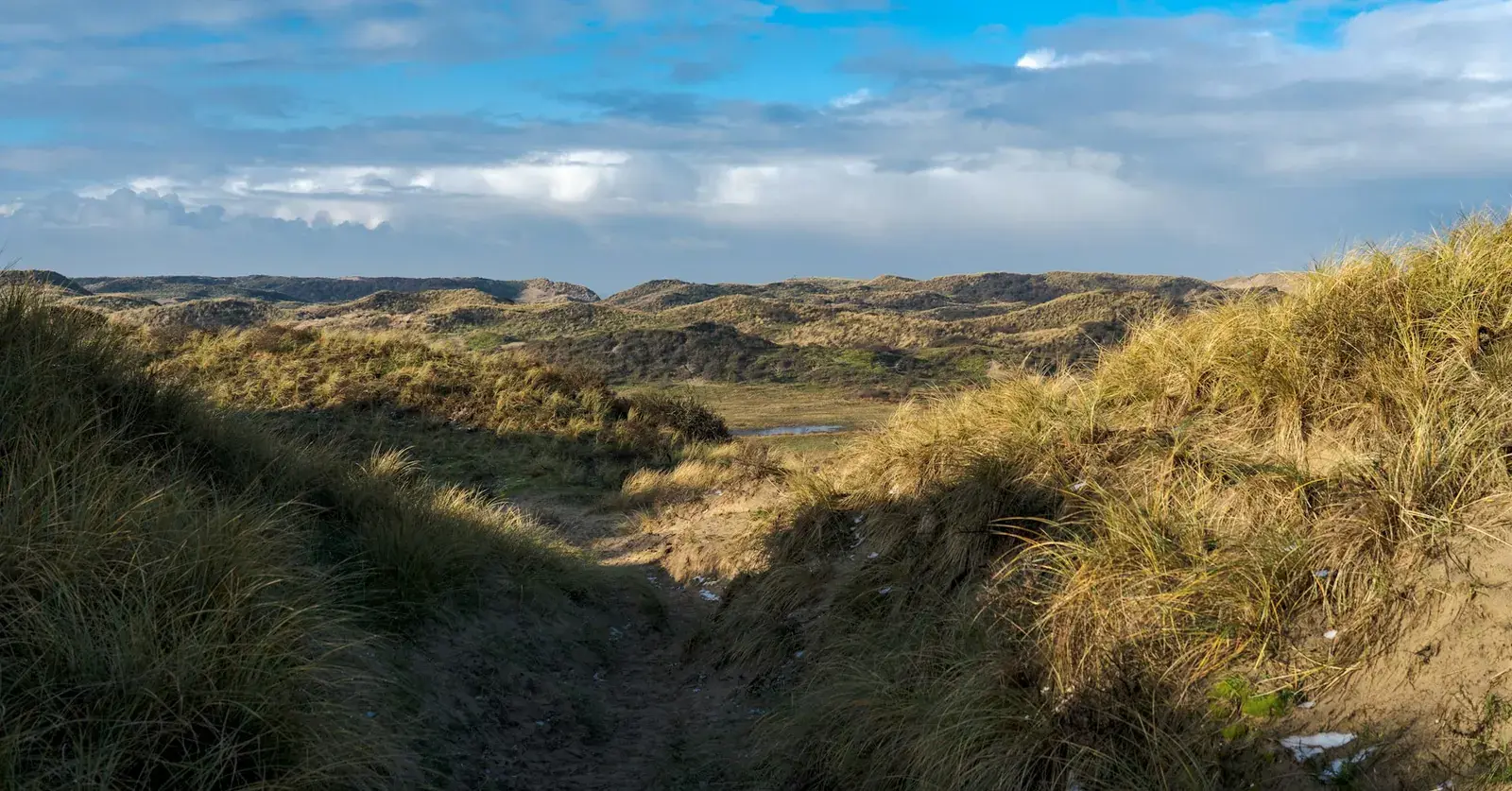 Een zandpad slingert tussen het duingras in Zuid-Kennemerland